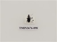 藏品(步行蟲(2))的圖片